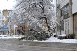 copac cazut centru-fotopress24.ro
