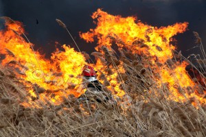 .Incendiu de vegetație uscată -foto-Mihai-Neacsu (2)