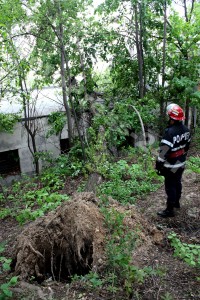copac cazut-foto-Mihai Neacsu (11)