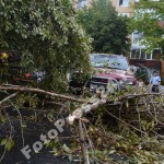 copac cazut peste masini-fotopress24 (11)
