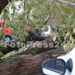 copac cazut peste masini-fotopress24 (12)