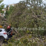copac cazut peste masini-fotopress24 (14)