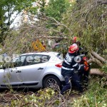copac cazut peste masini-fotopress24 (15)