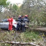 copac cazut peste masini-fotopress24 (16)