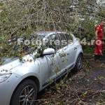 copac cazut peste masini-fotopress24 (19)