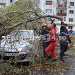 copac cazut peste masini-fotopress24 (21)