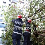 copac cazut peste masini-fotopress24 (24)