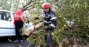 copac cazut peste masini-fotopress24 (25)