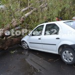 copac cazut peste masini-fotopress24 (26)