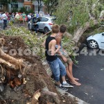 copac cazut peste masini-fotopress24 (27)