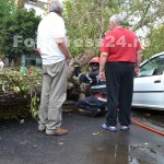 copac cazut peste masini-fotopress24 (30)