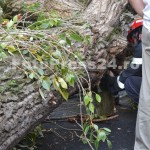 copac cazut peste masini-fotopress24 (31)