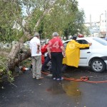 copac cazut peste masini-fotopress24 (32)