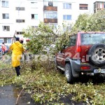 copac cazut peste masini-fotopress24 (4)
