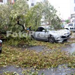 copac cazut peste masini-fotopress24 (5)