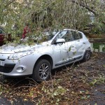 copac cazut peste masini-fotopress24 (7)