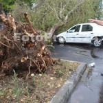 copac cazut peste masini-fotopress24 (8)