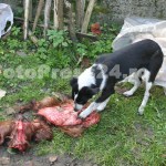 gospodarie atacata de urs Balilesti-fotopress24 (4)