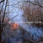 incendiu vegetatie padurea trivale-fotopress-24ro (18)