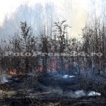 incendiu vegetatie padurea trivale-fotopress-24ro (7)