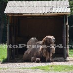 gradina-zoologica -1-iunie-fotopress-24 (4)