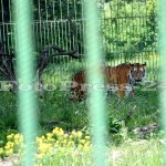 gradina-zoologica -1-iunie-fotopress-24 (5)