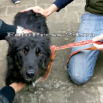 Câine fără adăpost, tăiat cu un cuțit la gât de un grup de copii (11)