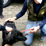 Câine fără adăpost, tăiat cu un cuțit la gât de un grup de copii (9)