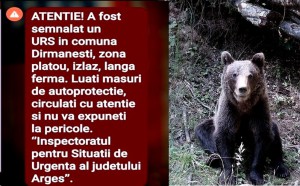 Ro-alert-urs-la-Darmanesti