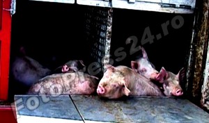 Transport de porci cu pestă africană depistat în Argeş