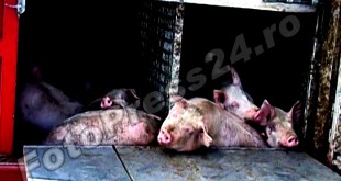 Transport de porci cu pestă africană depistat în Argeş