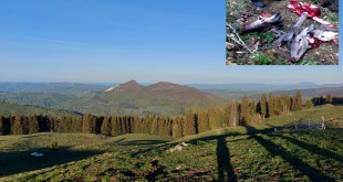 Doi cerbi au fost descoperiți măcelăriți în zona Stoenești, Argeș (2)