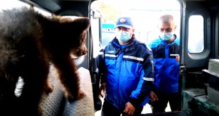 Jandarmii argeșeni au ajutat la salvarea a doi pui de urs (1)