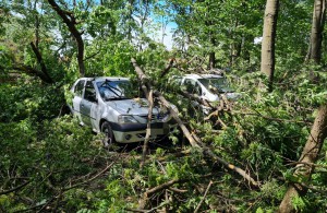 Rupt de vânt un copac a strivit patru maşini (2)