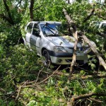 Rupt de vânt un copac a strivit patru maşini (3)