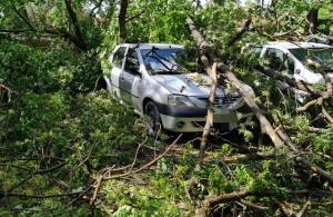 Rupt de vânt un copac a strivit patru maşini (3)