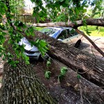 Rupt de vânt un copac a strivit patru maşini (4)