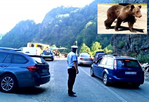 Bărbat atacat de urs în zona Barajului Vidraru