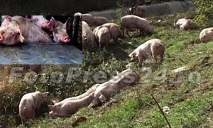 Sute de porci morţi din cauza căldurii
