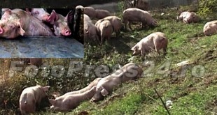 Sute de porci morţi din cauza căldurii