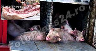 Toate focarele de pestă africană stinse la porcii domestici