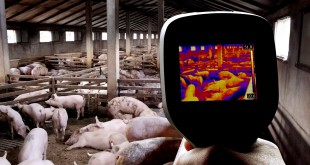 Thermal Image of Pig Farm