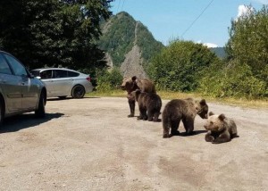 Bărbat amendat pentru că hrănea urșii
