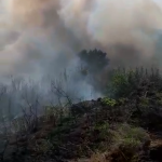 Incendiu la un lan de grâu în comună Buzoiești (12)