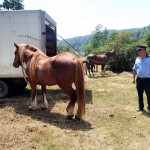târgul de cai, organizat, pe raza localităților Berevoești și Hârtiești, (3)