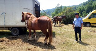 târgul de cai, organizat, pe raza localităților Berevoești și Hârtiești, (3)