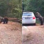 Femeie atacată de urs în maşină (1)
