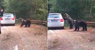 Femeie atacată de urs în maşină (1)