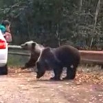 Femeie atacată de urs în maşină (2)