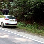 Ursul s-a urcat pe o maşină pe Transfăgărăşan (2)